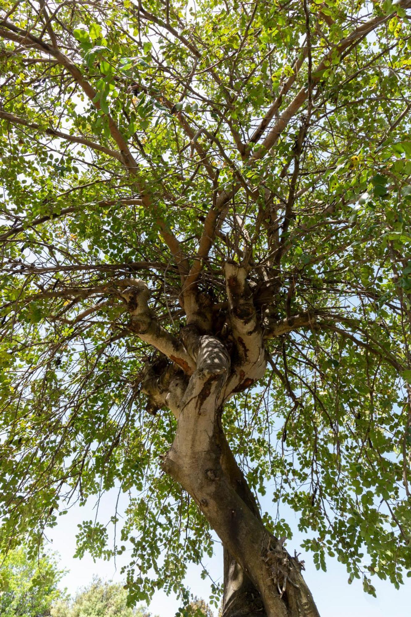 אנזיו Villa Ninfa Alburnea מראה חיצוני תמונה